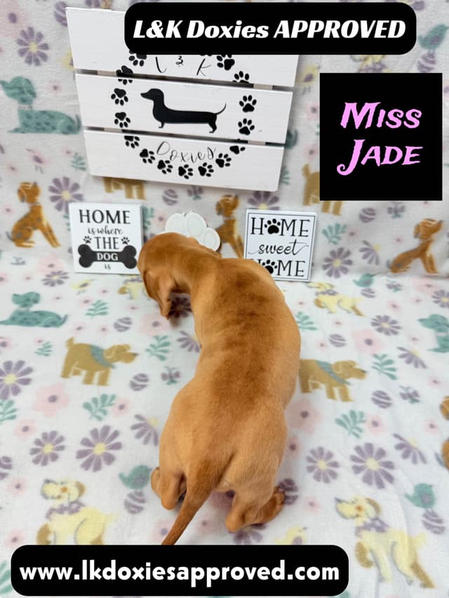 Mini Dachshund Puppies 785-821-1920 media 18