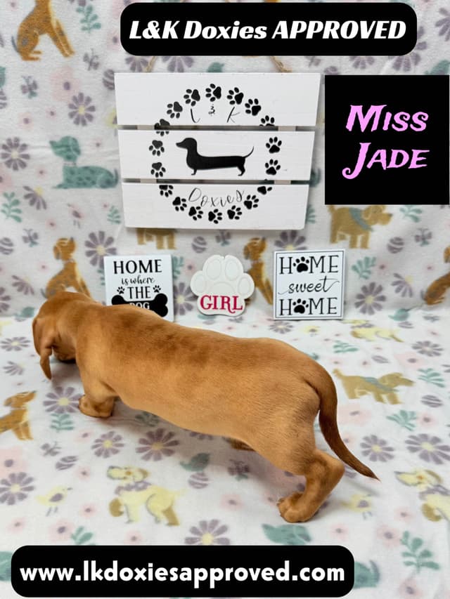 Mini Dachshund Puppies 785-821-1920 media 19
