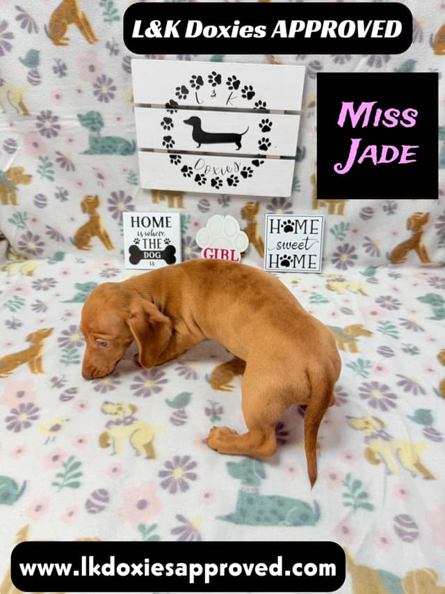 Mini Dachshund Puppies 785-821-1920 media 20