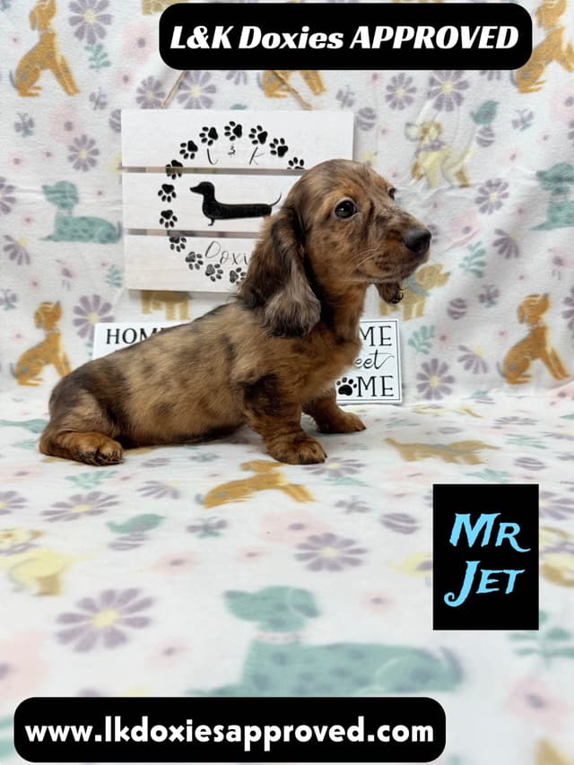 Mini Dachshund Puppies 785-821-1920 media 21
