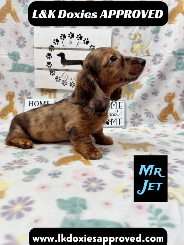 Mini Dachshund Puppies 785-821-1920 media 22
