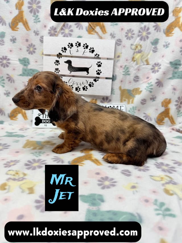 Mini Dachshund Puppies 785-821-1920 media 23