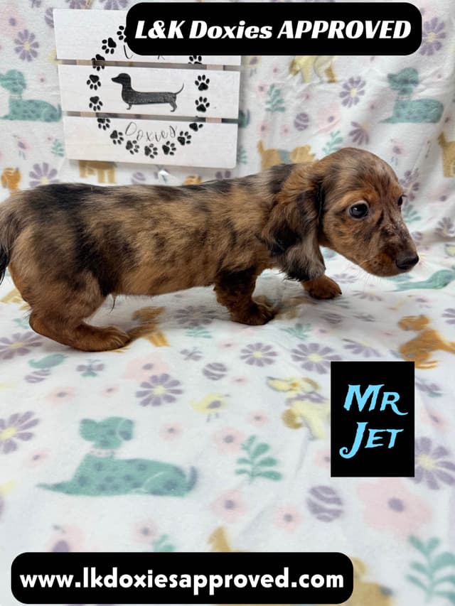 Mini Dachshund Puppies 785-821-1920 media 24