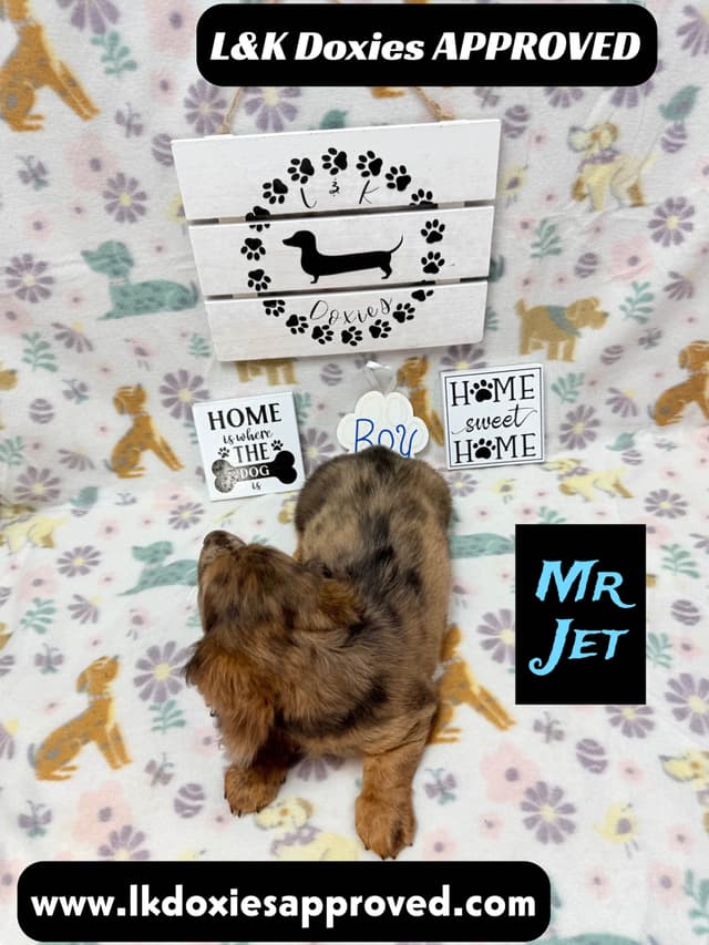 Mini Dachshund Puppies 785-821-1920 media 25