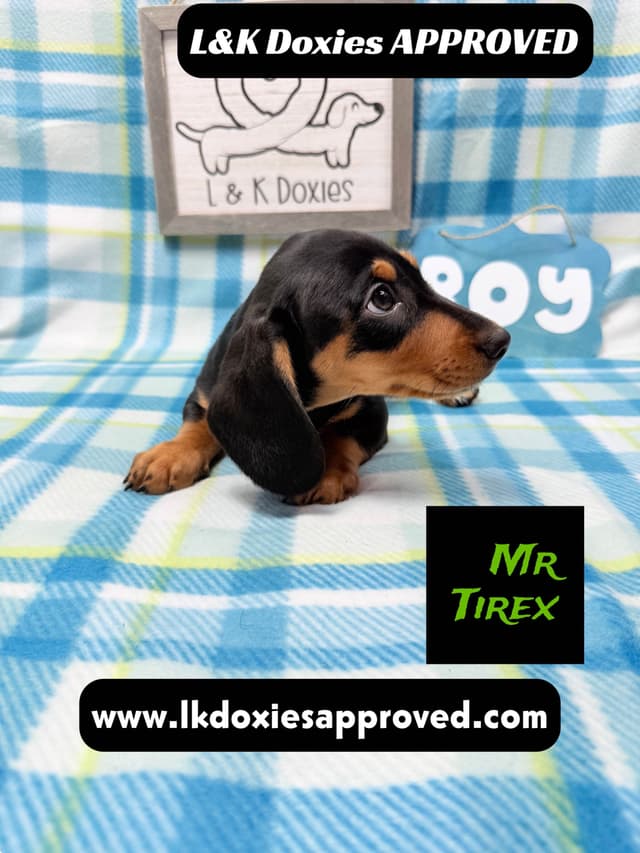 Mini Dachshund Puppies 785-821-1920 media 2