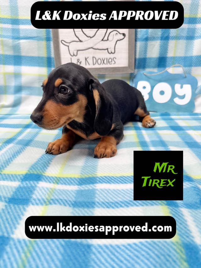 Mini Dachshund Puppies 785-821-1920 media 3