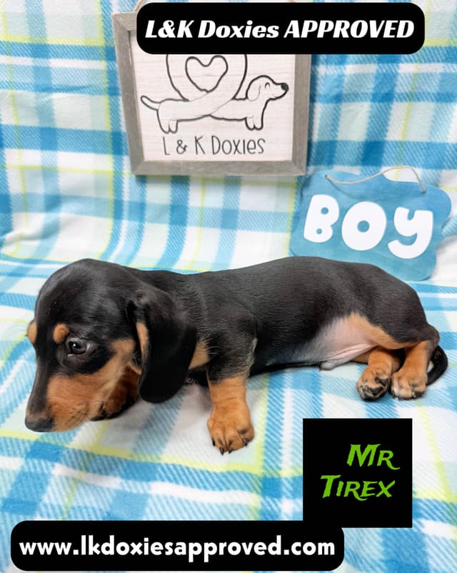 Mini Dachshund Puppies 785-821-1920 media 4