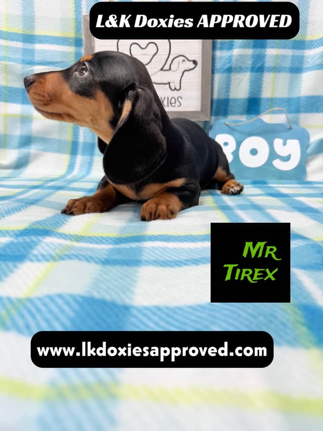 Mini Dachshund Puppies 785-821-1920 media 5