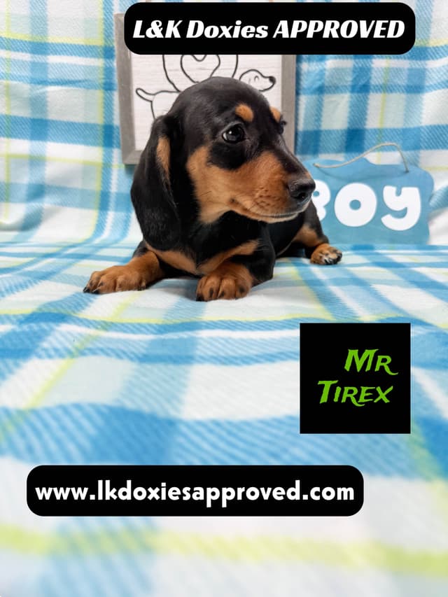Mini Dachshund Puppies 785-821-1920 media 6