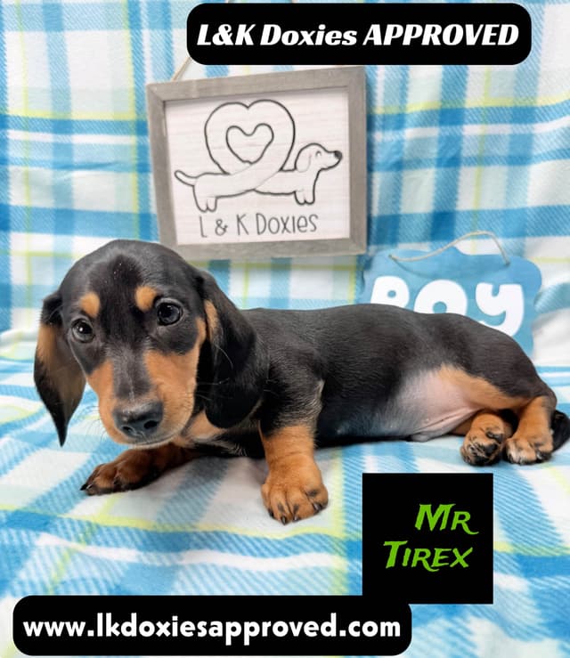Mini Dachshund Puppies 785-821-1920 media 7