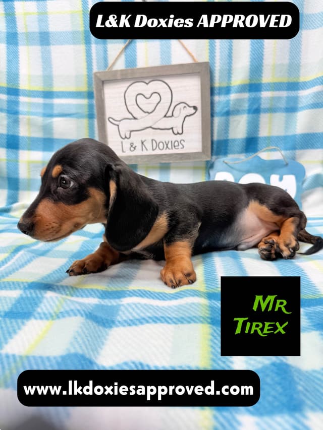 Mini Dachshund Puppies 785-821-1920 media 8