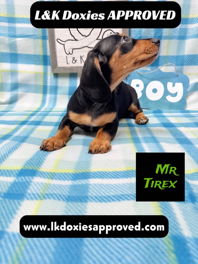 Mini Dachshund Puppies 785-821-1920 media 9