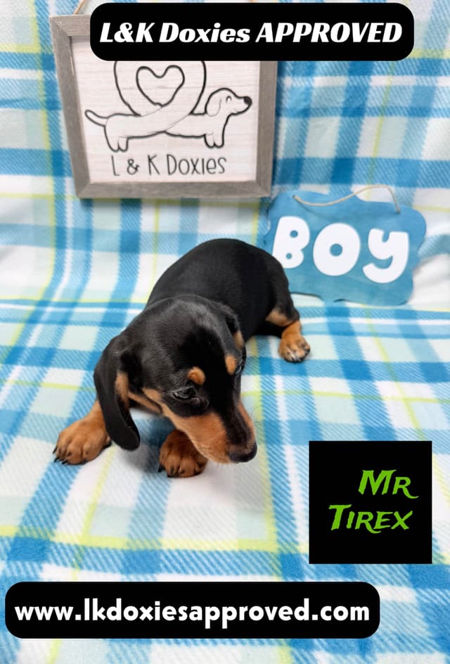 Mini Dachshund Puppies 785-821-1920 media 10