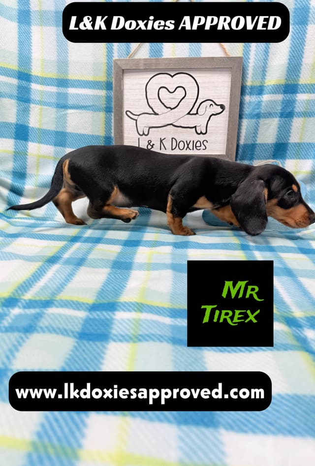 Mini Dachshund Puppies 785-821-1920 media 11