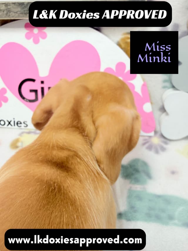 Mini Dachshund Puppies 785-821-1920 media 2