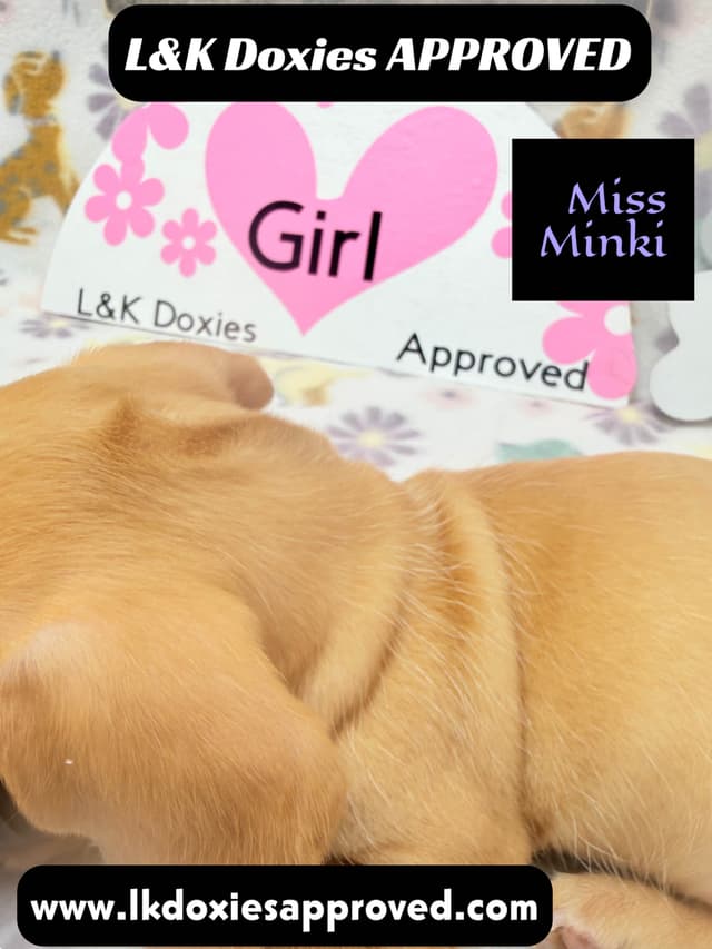 Mini Dachshund Puppies 785-821-1920 media 3