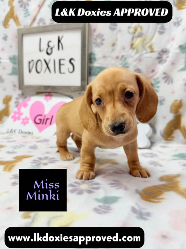 Mini Dachshund Puppies 785-821-1920 media 4