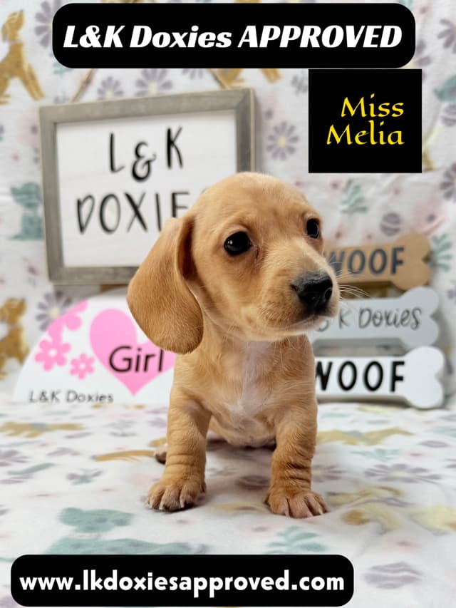 Mini Dachshund Puppies 785-821-1920 media 5