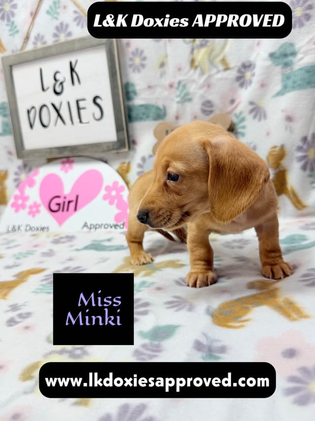 Mini Dachshund Puppies 785-821-1920 media 6
