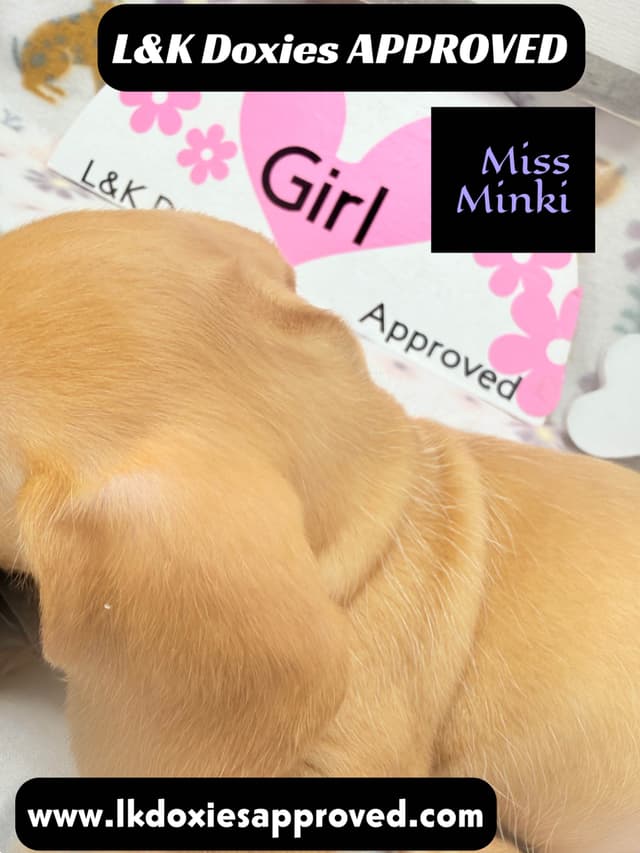 Mini Dachshund Puppies 785-821-1920 media 7