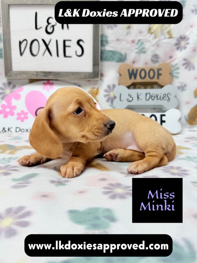 Mini Dachshund Puppies 785-821-1920 media 8