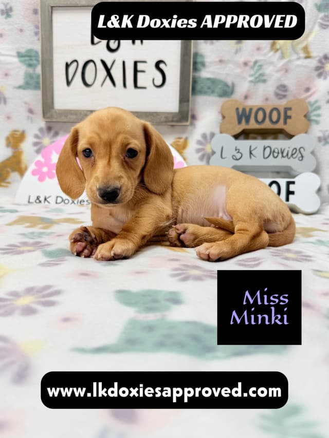 Mini Dachshund Puppies 785-821-1920 media 9
