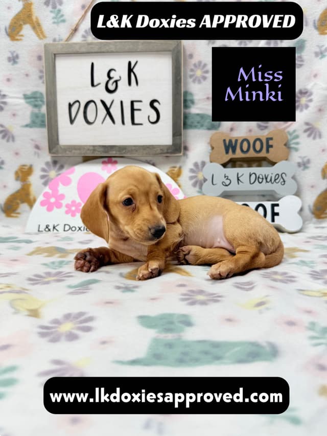 Mini Dachshund Puppies 785-821-1920 media 10