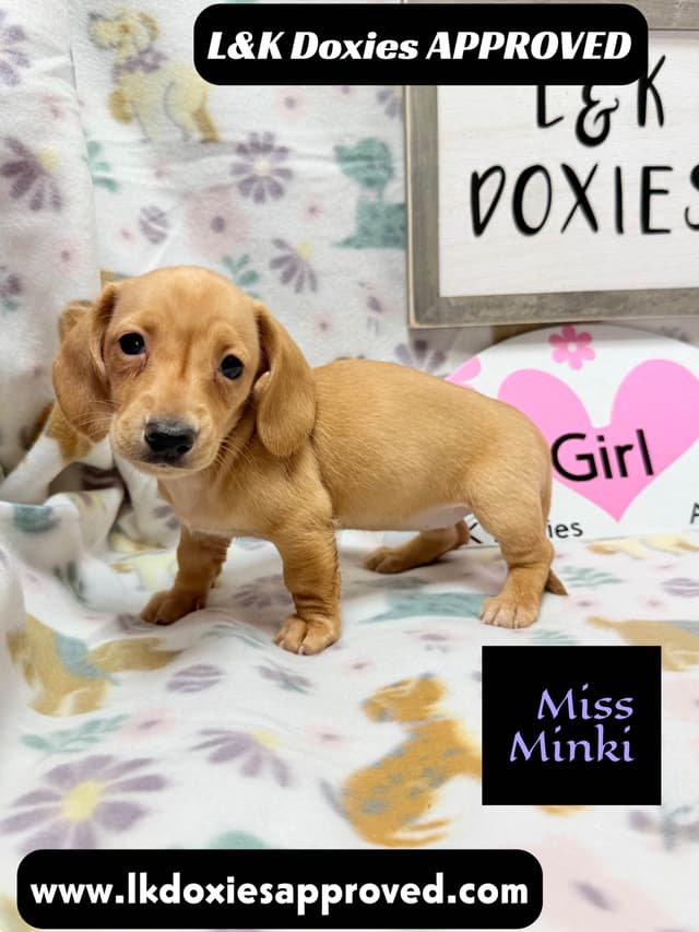 Mini Dachshund Puppies 785-821-1920 media 11