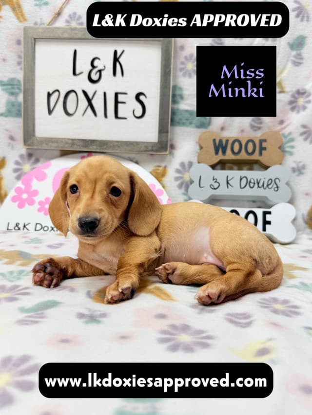 Mini Dachshund Puppies 785-821-1920 media 12