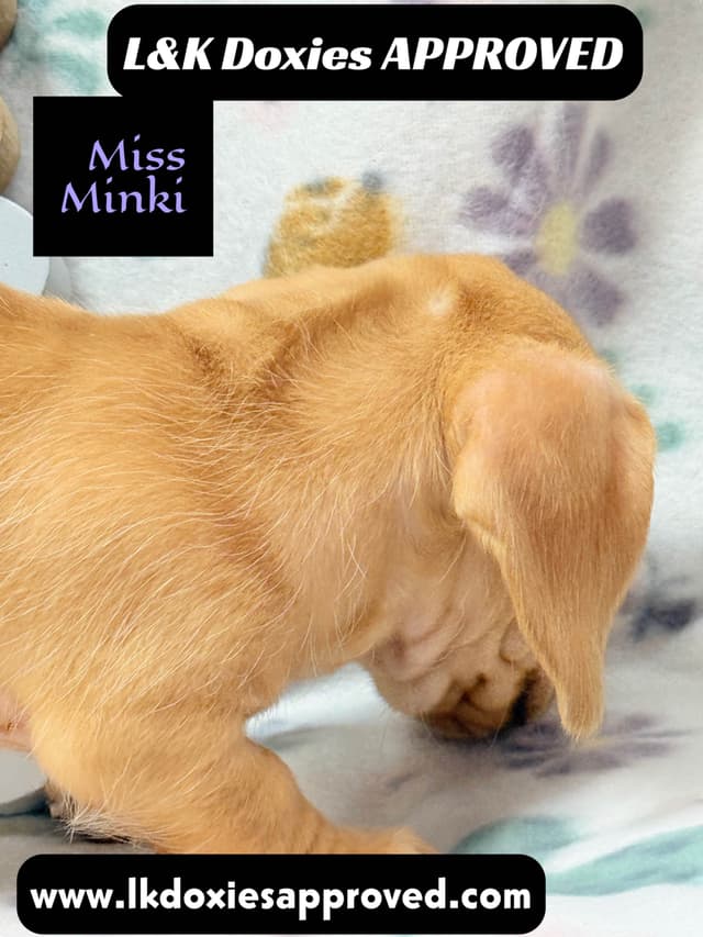 Mini Dachshund Puppies 785-821-1920 media 13