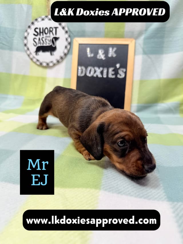 Mini Dachshund NO DAPPLE  785-821-1920 media 2