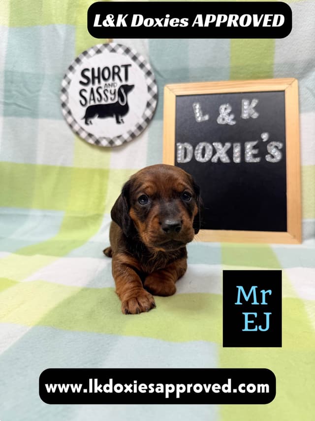 Mini Dachshund NO DAPPLE  785-821-1920 media 4