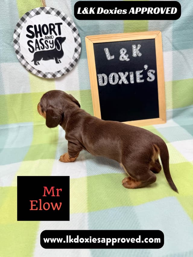 Mini Dachshund NO DAPPLE  785-821-1920 media 5