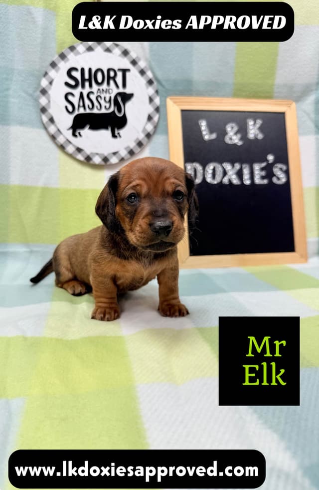 Mini Dachshund NO DAPPLE  785-821-1920 media 6