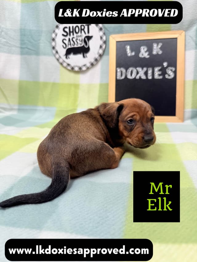 Mini Dachshund NO DAPPLE  785-821-1920 media 9
