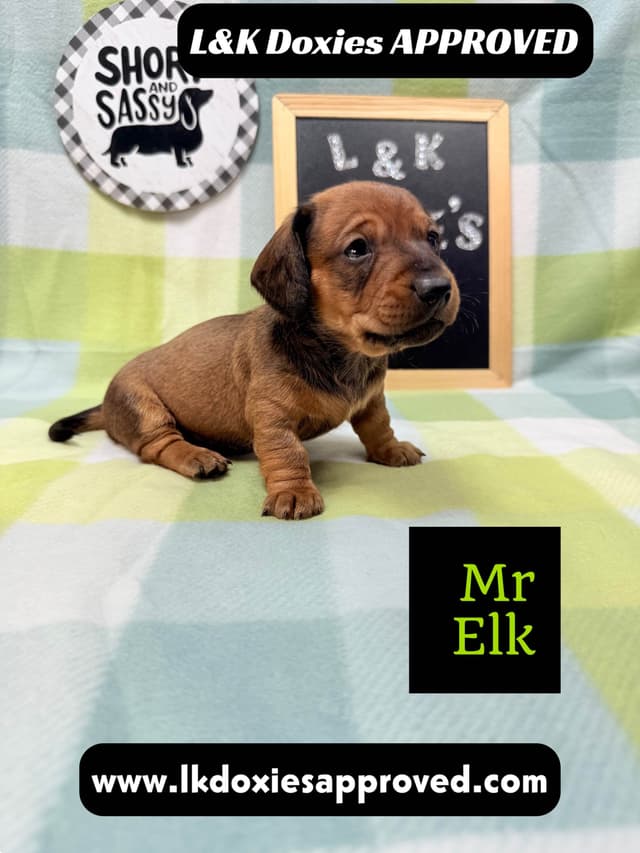 Mini Dachshund NO DAPPLE  785-821-1920 media 8