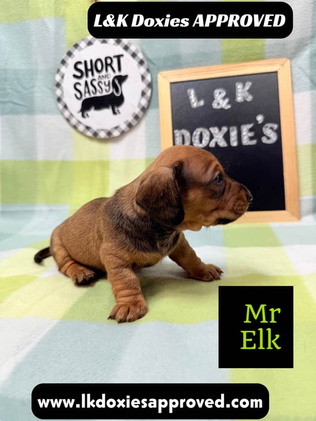 Mini Dachshund NO DAPPLE  785-821-1920 media 10
