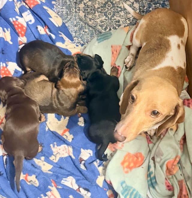 Mini Dachshund NO DAPPLE  785-821-1920 media 11