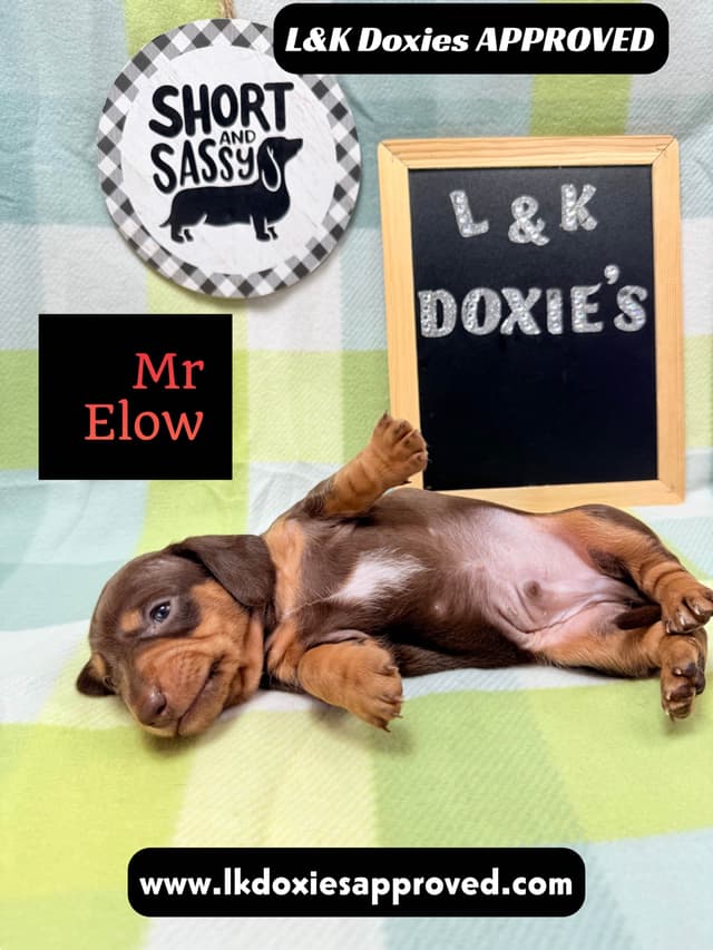 Mini Dachshund NO DAPPLE  785-821-1920 media 12