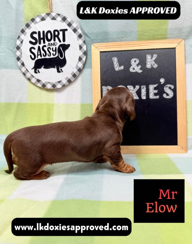 Mini Dachshund NO DAPPLE  785-821-1920 media 13