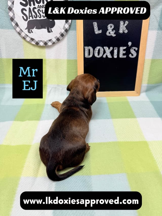 Mini Dachshund NO DAPPLE  785-821-1920 media 15