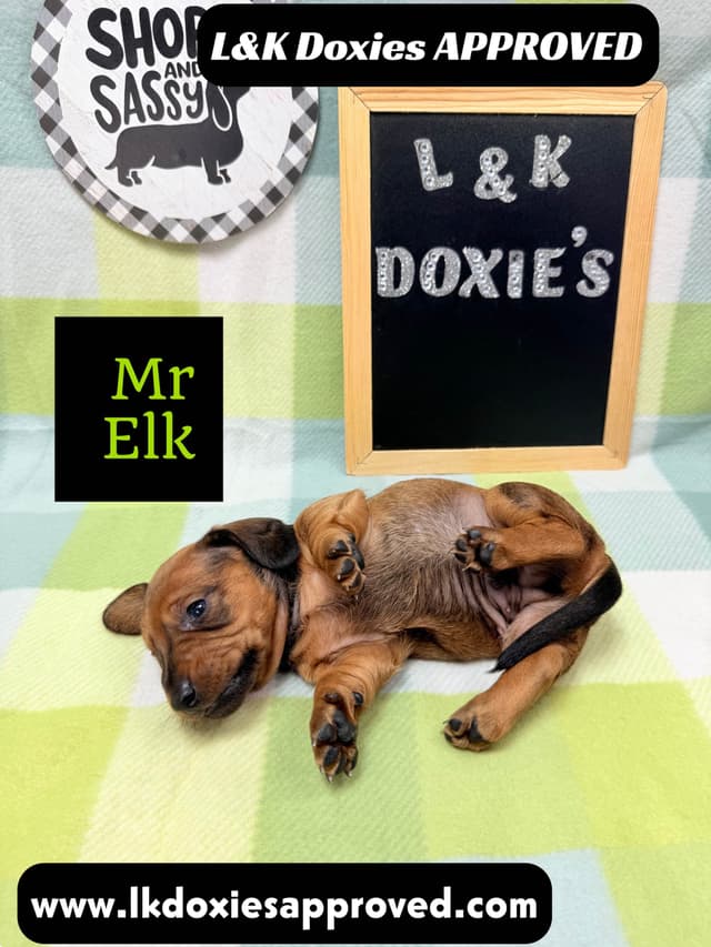 Mini Dachshund NO DAPPLE  785-821-1920 media 17