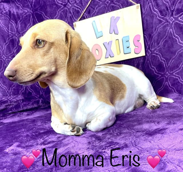 Mini Dachshund NO DAPPLE  785-821-1920 media 16