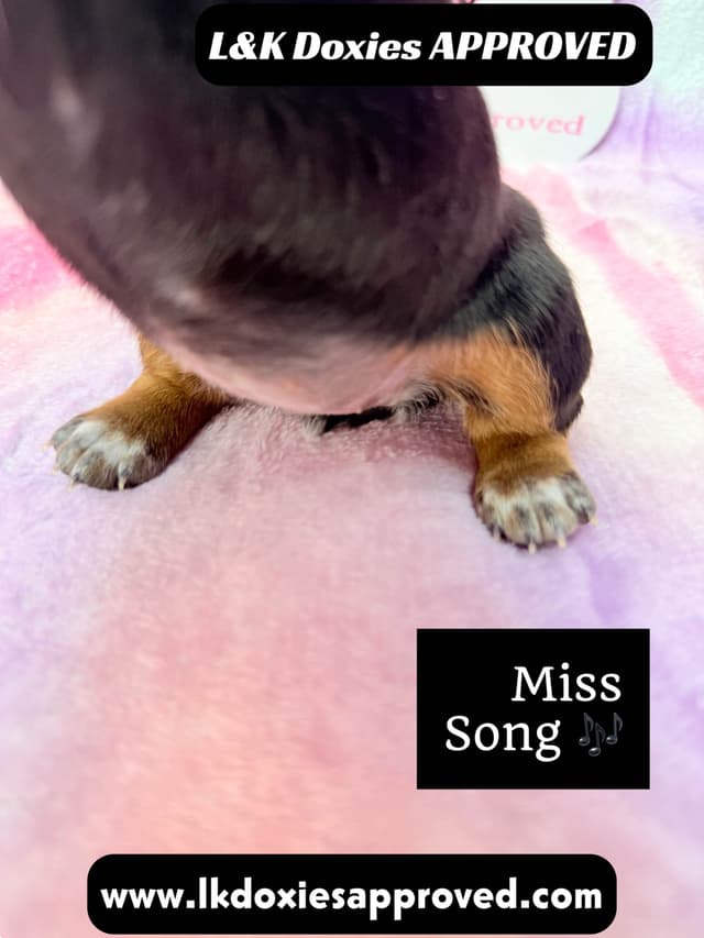 Mini Dachshund Puppies 785-821-192 media 2