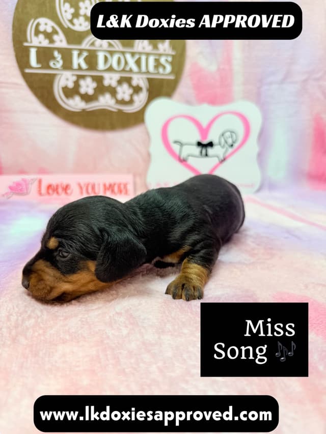 Mini Dachshund Puppies 785-821-192 media 3
