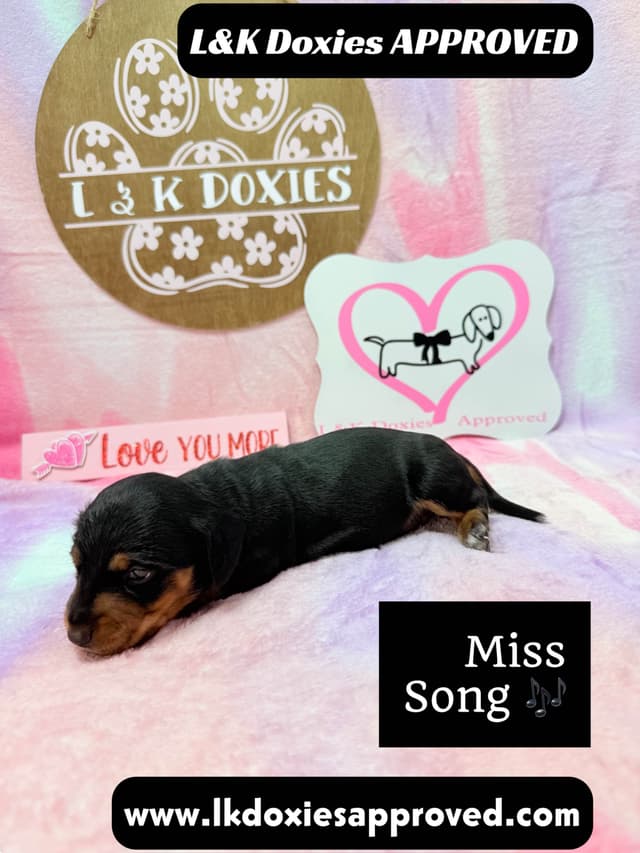 Mini Dachshund Puppies 785-821-192 media 4