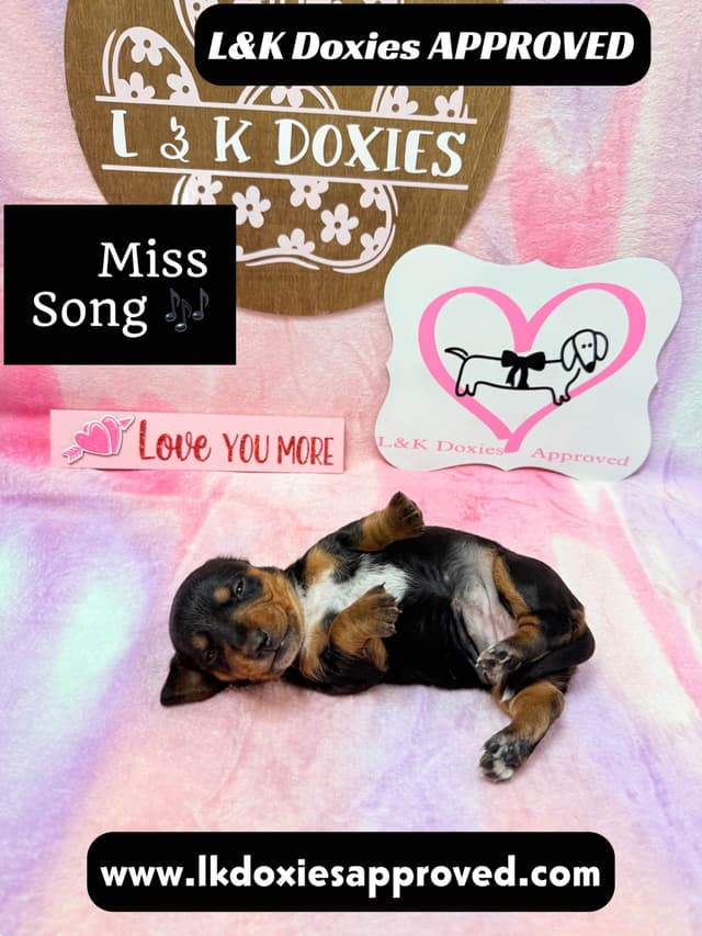 Mini Dachshund Puppies 785-821-192 media 5