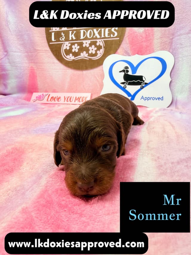 Mini Dachshund Puppies 785-821-192 media 6