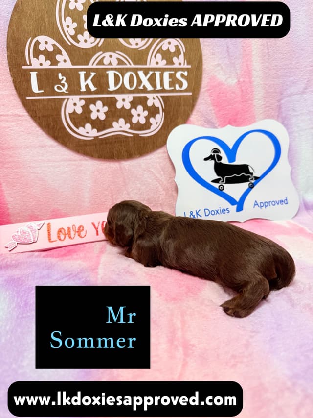 Mini Dachshund Puppies 785-821-192 media 7