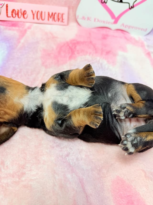 Mini Dachshund Puppies 785-821-192 media 8